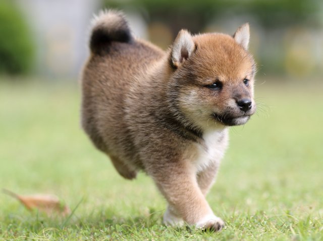 FP5A7795-puppy FP5A7795-puppy