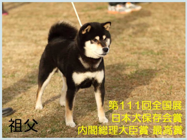 七錦号祖父 七錦号祖父