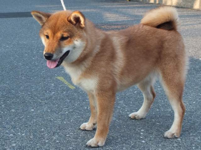 00000155-shibainu 00000155-shibainu