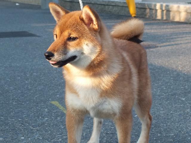 00000158-shibainu 00000158-shibainu