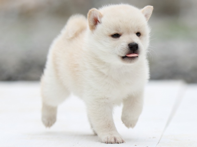 FP5A2638-puppy - コピー FP5A2638-puppy - コピー