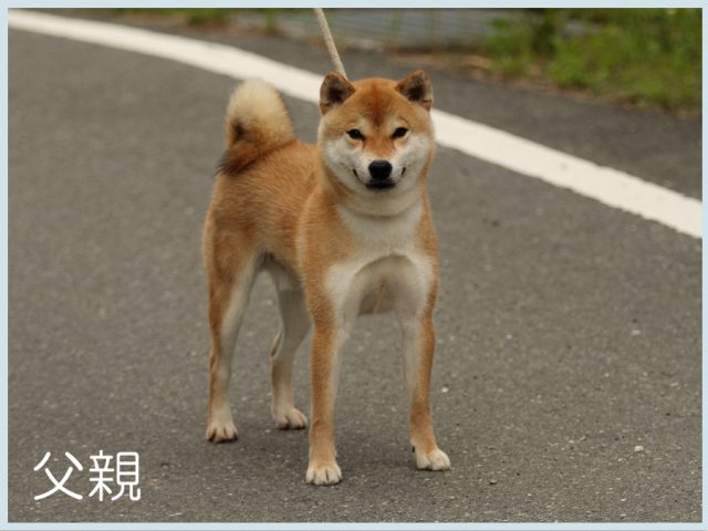 桜子壱竜号 桜子壱竜号