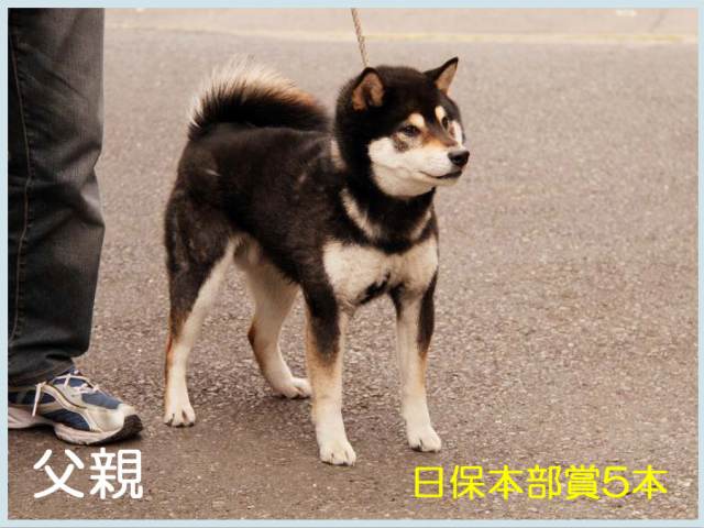 緑竜号1-shibainu 緑竜号1-shibainu