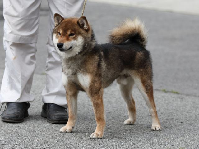 飼い主様決定の子犬 ID2526福玉号 | 【柴犬.net】柴犬専門ブリーダー