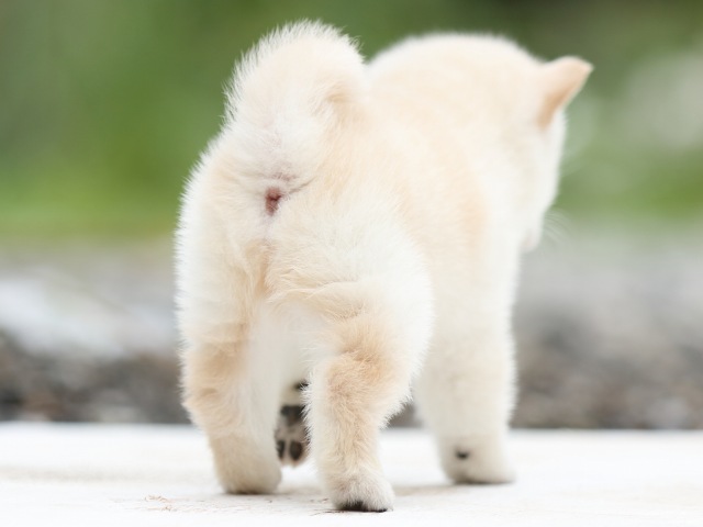 FP5A2485-puppy - コピー FP5A2485-puppy - コピー