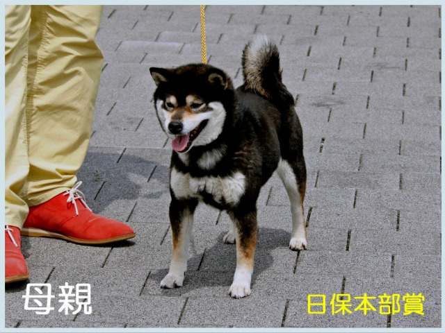 野州之黒春号 野州之黒春号