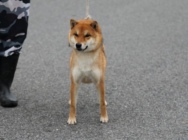 紅藤丸号1 紅藤丸号1