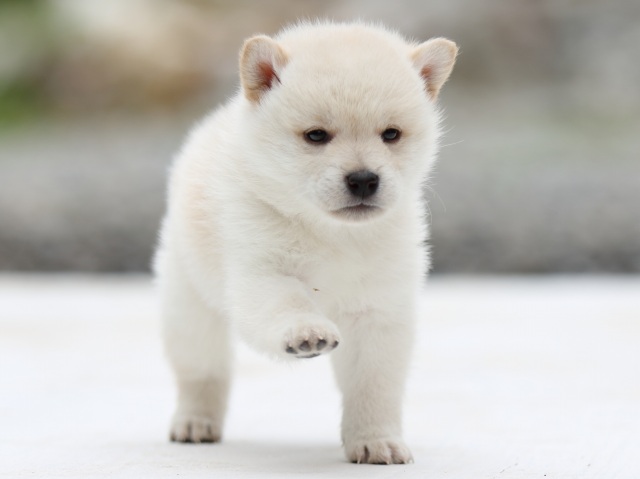FP5A2591-puppy - コピー FP5A2591-puppy - コピー