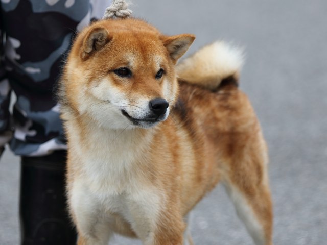 紅藤丸号3 紅藤丸号3