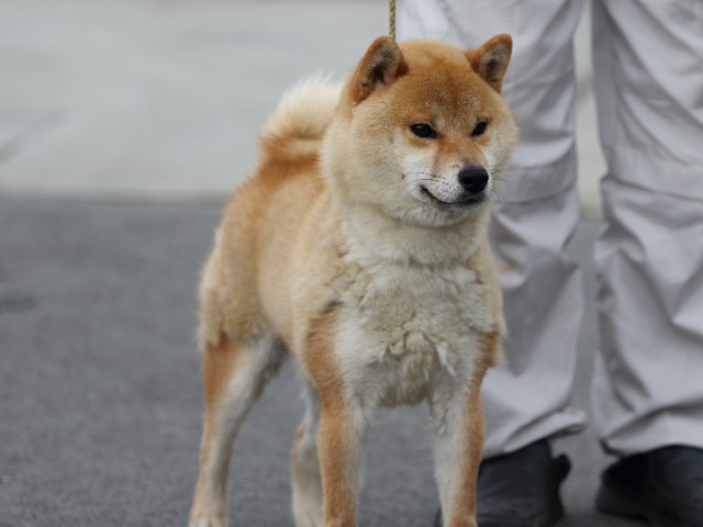 阪ノ葵玲瓏号2 阪ノ葵玲瓏号2