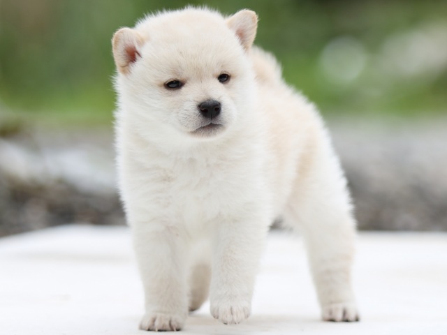 FP5A2671-puppy - コピー FP5A2671-puppy - コピー