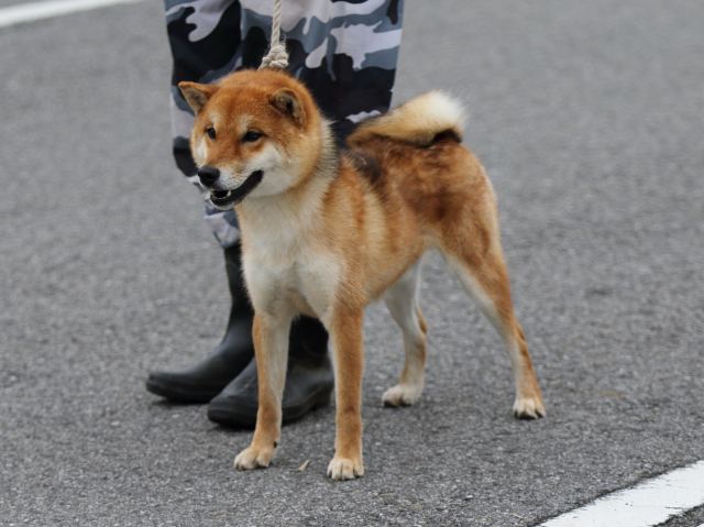 紅藤丸号2 紅藤丸号2