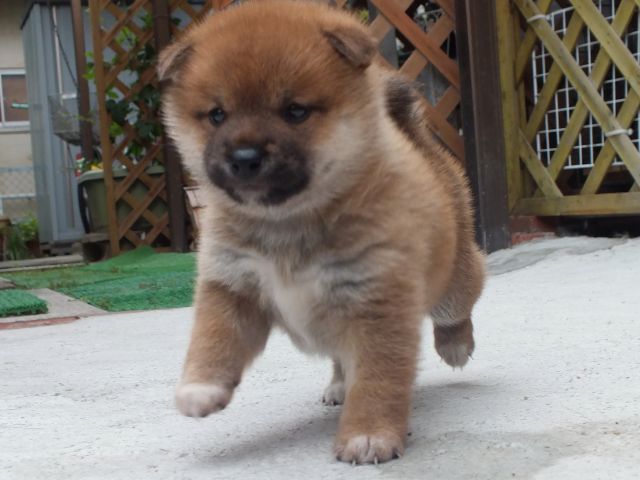 DSCF3399-puppy DSCF3399-puppy