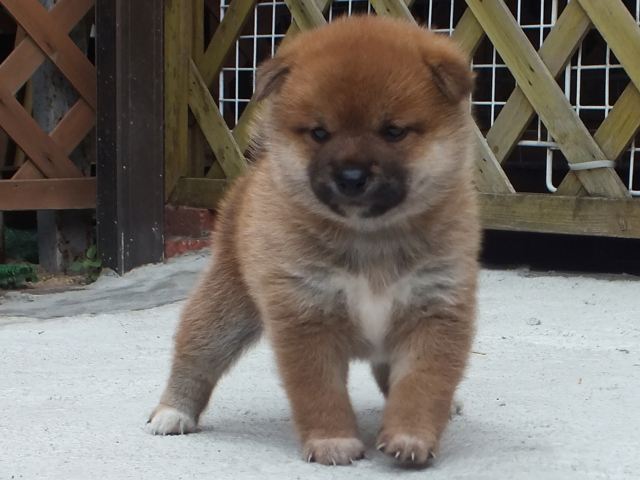 DSCF3407-puppy DSCF3407-puppy