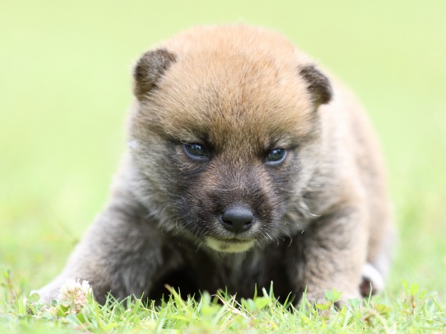FP5A0410-puppy FP5A0410-puppy