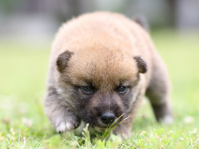 FP5A0441-puppy FP5A0441-puppy