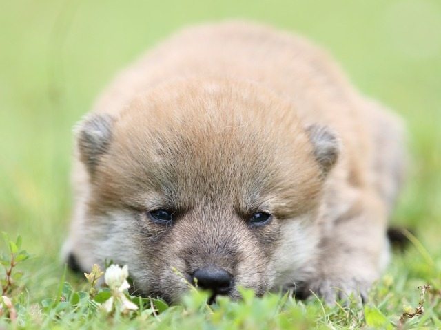 FP5A0471-puppy-puppy FP5A0471-puppy-puppy