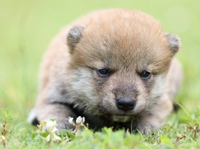 FP5A0478-puppy-puppy FP5A0478-puppy-puppy
