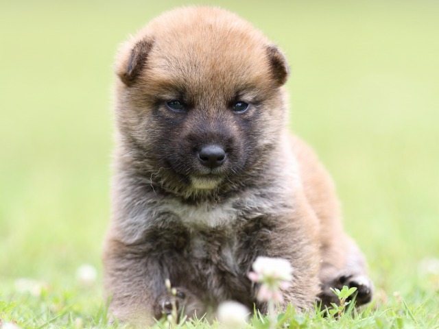 FP5A0537-puppy-puppy FP5A0537-puppy-puppy