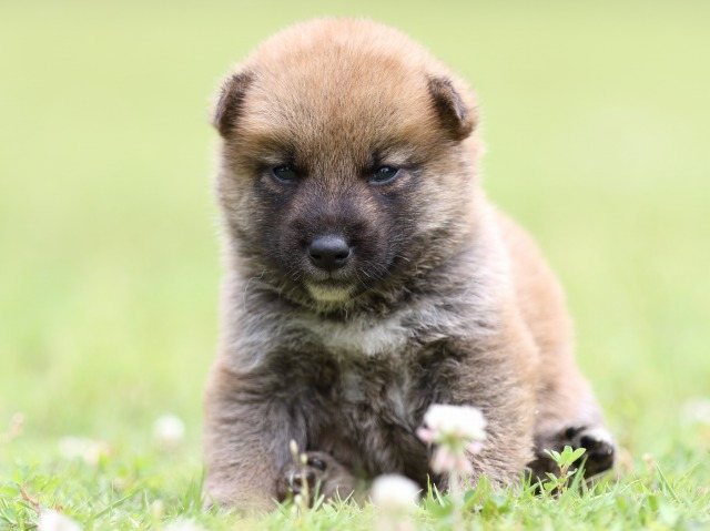FP5A0549-puppy-puppy FP5A0549-puppy-puppy