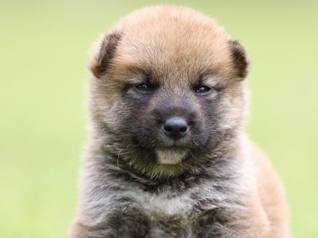 FP5A0556-puppy-puppy FP5A0556-puppy-puppy