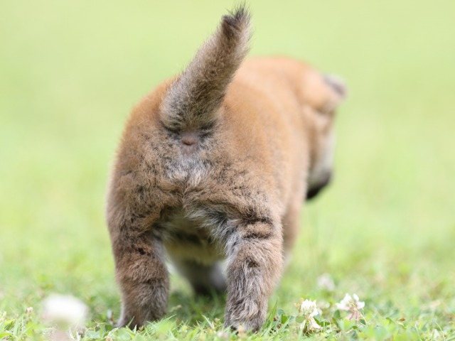 FP5A0585-puppy-puppy FP5A0585-puppy-puppy