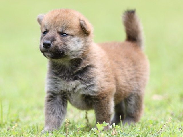 FP5A0618-puppy-puppy FP5A0618-puppy-puppy