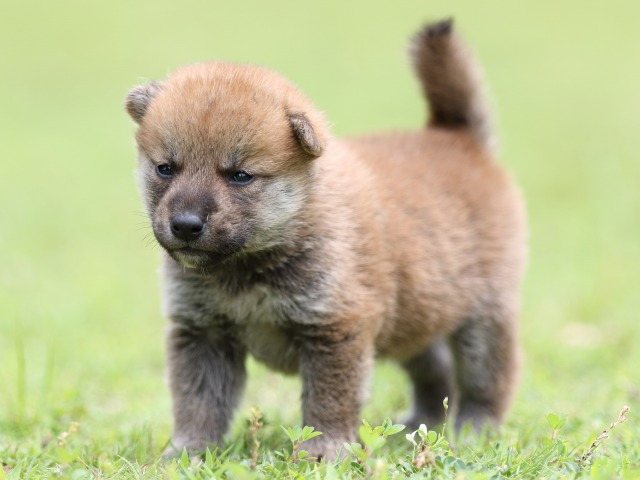 FP5A0624-puppy-puppy FP5A0624-puppy-puppy
