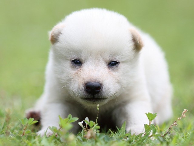 FP5A0645-puppy-puppy FP5A0645-puppy-puppy