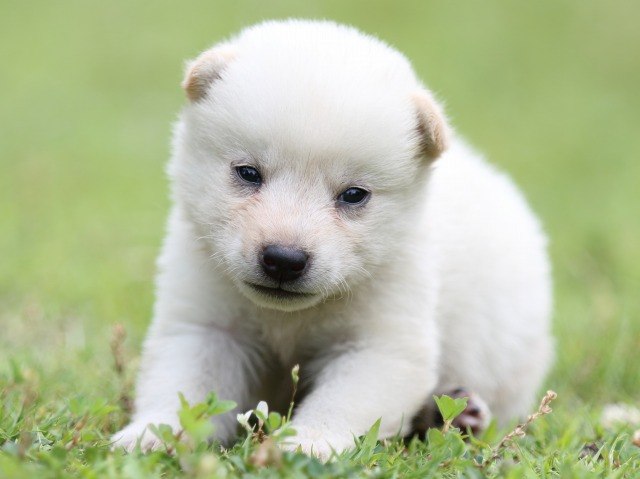 FP5A0676-puppy-puppy FP5A0676-puppy-puppy