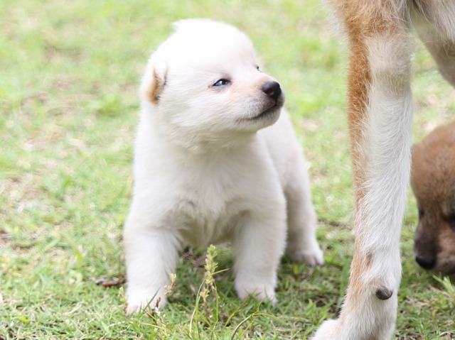 FP5A0742-puppy FP5A0742-puppy
