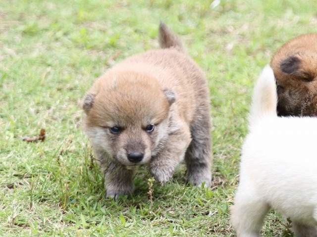 FP5A0750-puppy FP5A0750-puppy