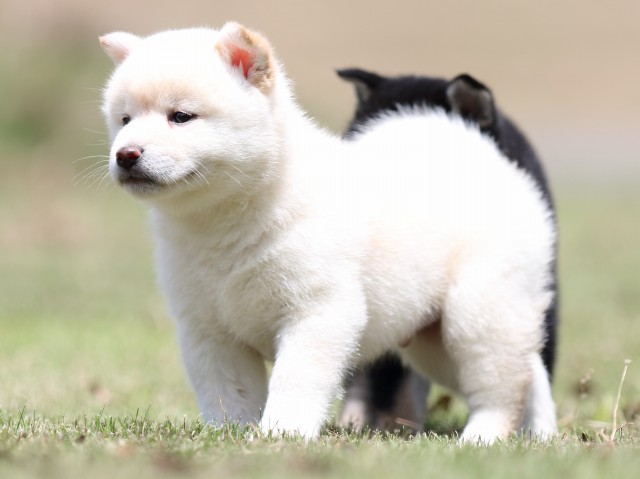 FP5A0806-puppy FP5A0806-puppy