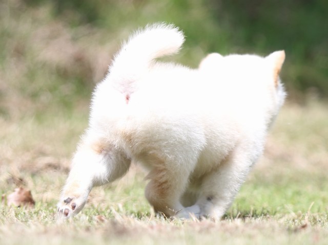 FP5A0991-puppy FP5A0991-puppy