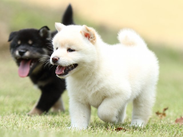 FP5A1072-puppy FP5A1072-puppy
