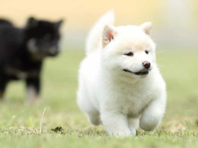FP5A1110-puppy FP5A1110-puppy