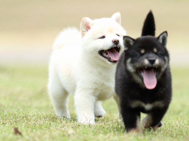 FP5A1187-puppy FP5A1187-puppy