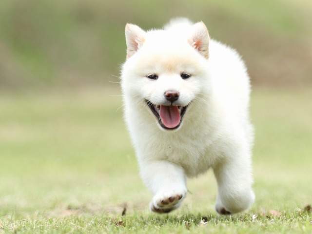 FP5A1255-puppy FP5A1255-puppy