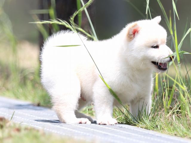 FP5A1298-puppy FP5A1298-puppy