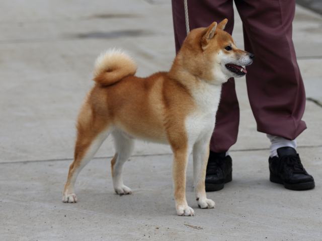 fp5a1817-puppy fp5a1817-puppy