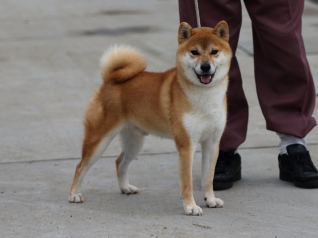 fp5a1820-puppy fp5a1820-puppy