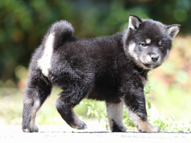 FP5A1832-puppy FP5A1832-puppy