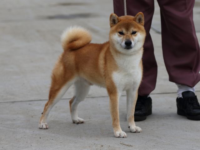 fp5a1833-puppy fp5a1833-puppy