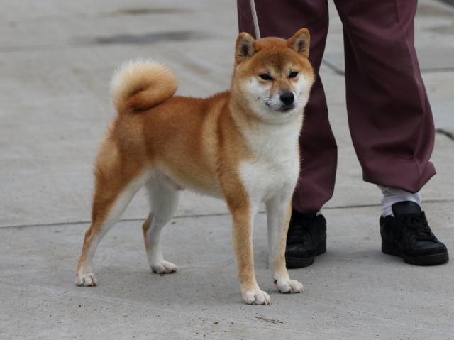fp5a1837-puppy fp5a1837-puppy