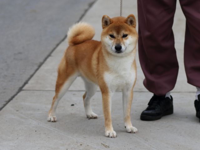 fp5a1845-puppy fp5a1845-puppy