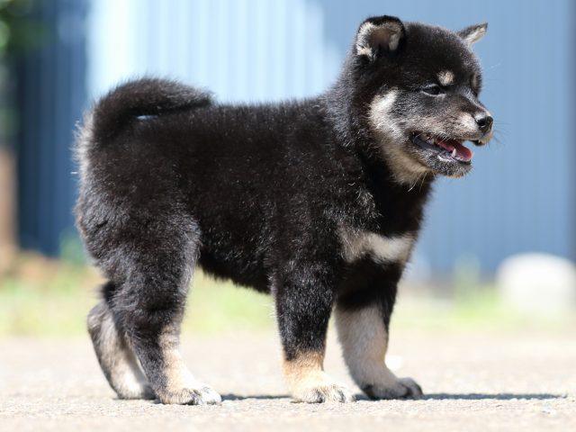 FP5A2035-puppy FP5A2035-puppy