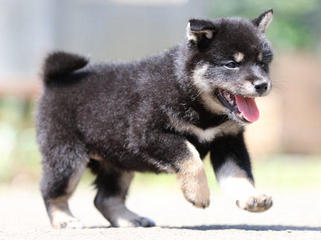 FP5A2055-puppy FP5A2055-puppy