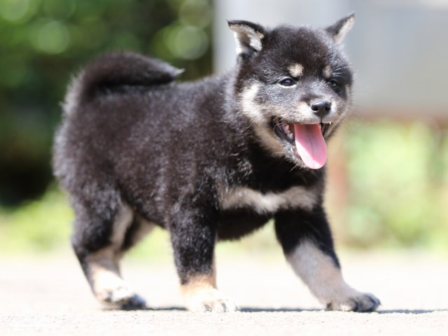 FP5A2106-puppy FP5A2106-puppy
