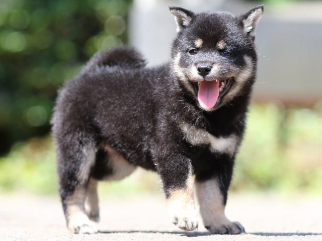 FP5A2109-puppy FP5A2109-puppy