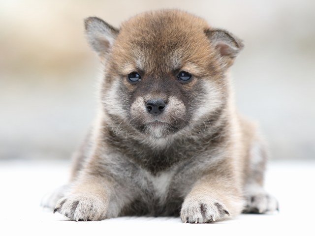 FP5A2312-puppy FP5A2312-puppy